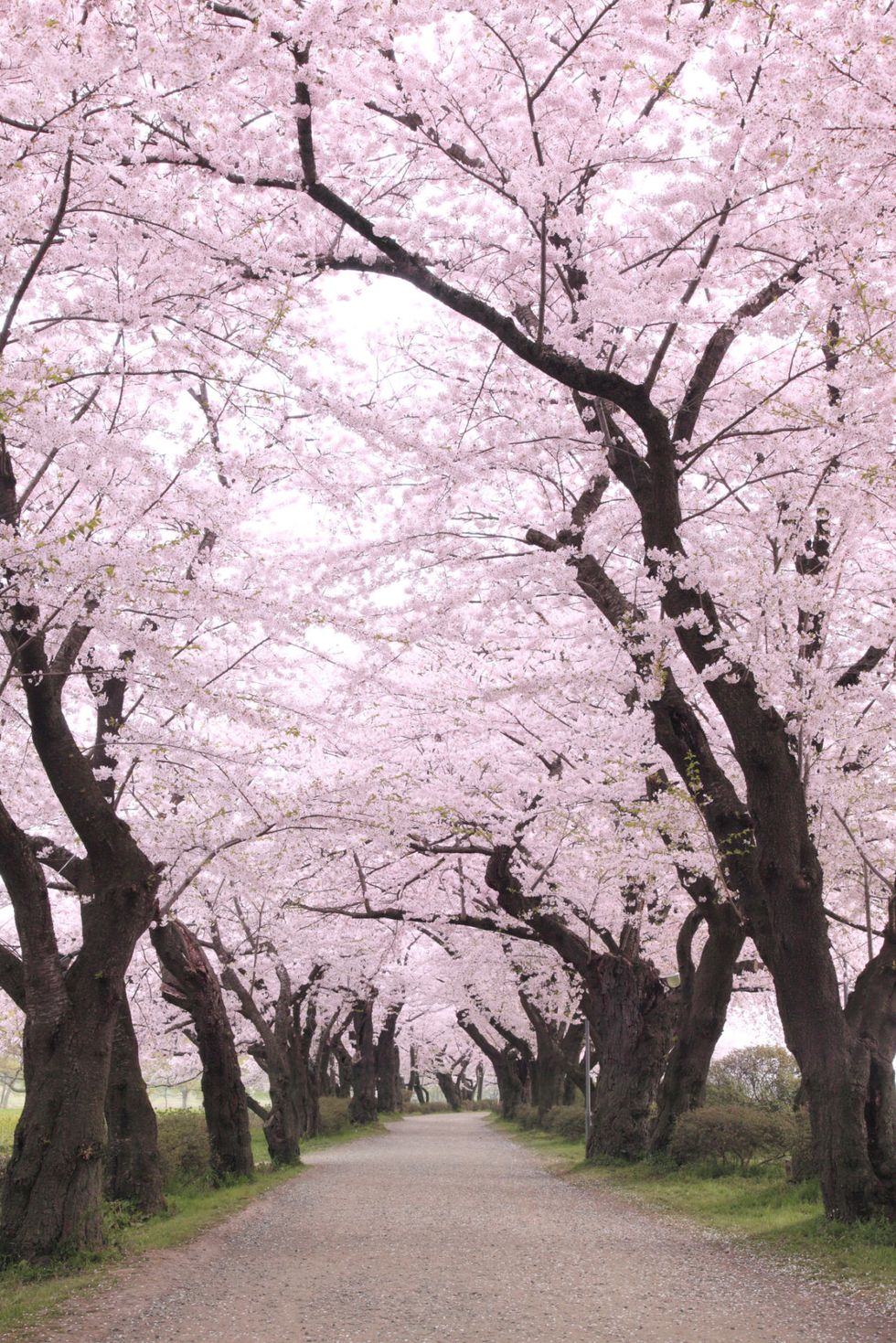 japan in cherry season